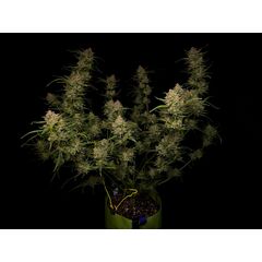 Guava Auto, Фасовка: 5